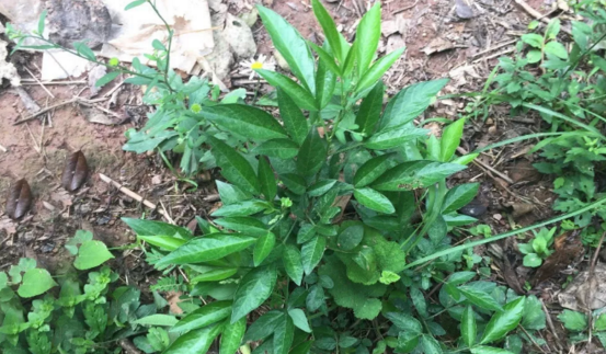 小孩吃了中草藥餓螞蟥腹脹嘔吐怎么辦?服用餓螞蝗的注意事項(xiàng) 餓螞蟥