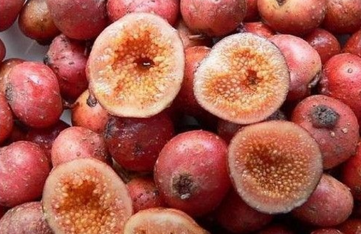 野地瓜的種植方法