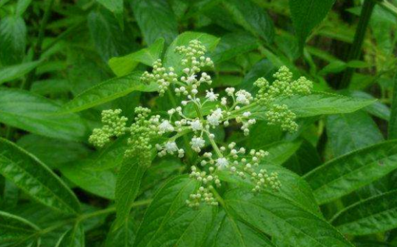 蒴藋的藥用價值