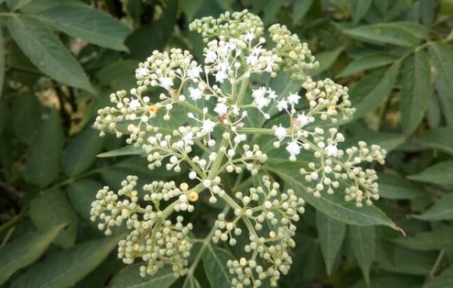 蒴藋的應(yīng)用