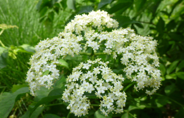 蒴藋的藥理作用