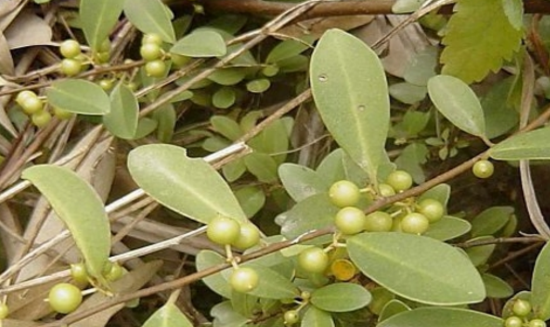 中藥材酸藤果怎么辨認?酸藤果選方大全 酸藤果