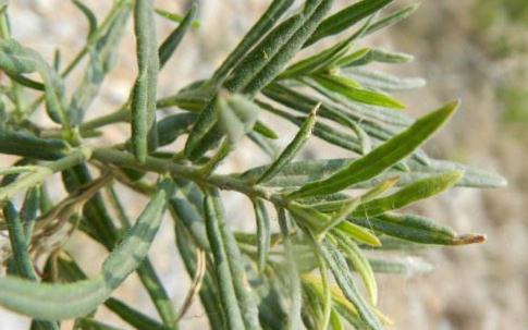 地梢瓜原形態(tài)！！！