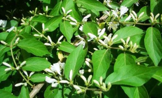 產(chǎn)后氣虛、乳汁不足就選地梢瓜,帶你通過圖片了解地梢瓜! 地梢瓜花期!!