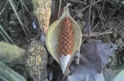 產(chǎn)后氣虛、乳汁不足就選地梢瓜,帶你通過圖片了解地梢瓜! 地梢瓜資源分布!!