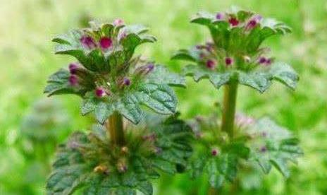 寶蓋草的植物特征！