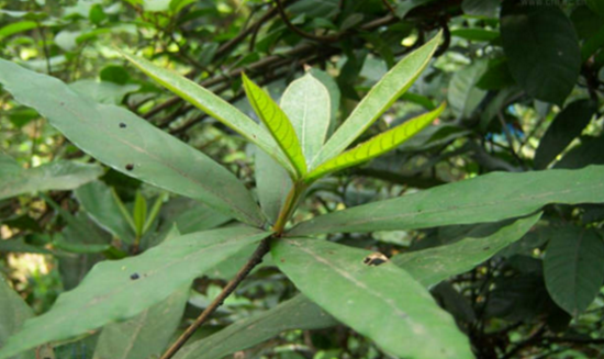 中藥跌打老治療腰腿痛的方法有哪些?跌打老的圖片