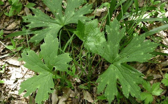 雪山一支蒿的圖片