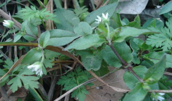 中藥希薟草的臨床應(yīng)用有哪些?希薟草的服用宜忌介紹