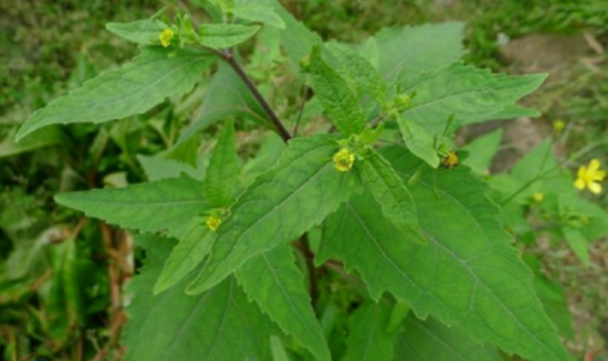 中藥希薟草的臨床應(yīng)用有哪些?希薟草的服用宜忌介紹