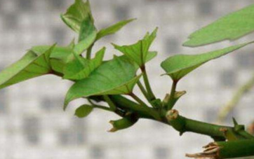 野地瓜防沙固土的功效你知道多少?中藥野地瓜的種植方法 野地瓜