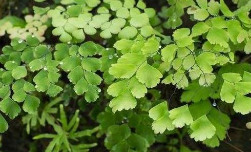 豬鬃草的養(yǎng)殖方法！