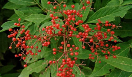 中藥血滿(mǎn)草的果實(shí)能吃嗎 ?血滿(mǎn)草的種植方法 血滿(mǎn)草