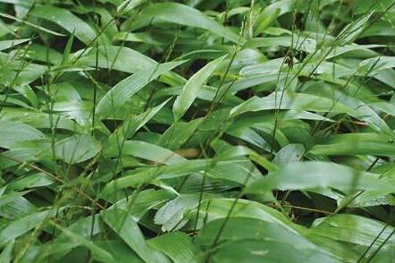 碎骨子的使用方法！