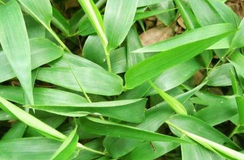 碎骨子的禁忌人群！