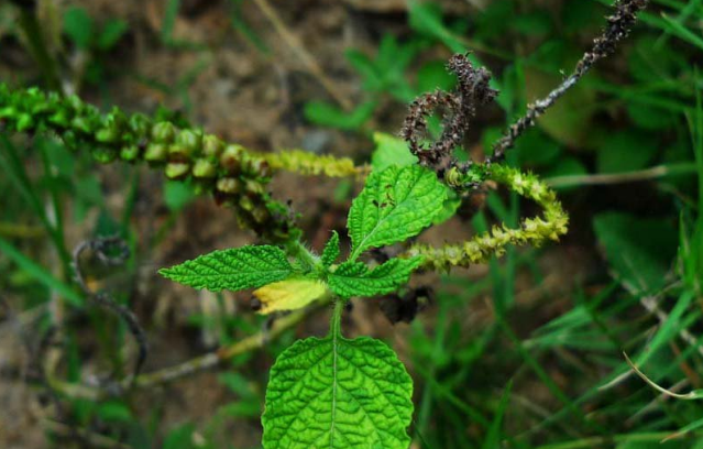 大尾搖的功效與作用 大尾搖的功效與作用