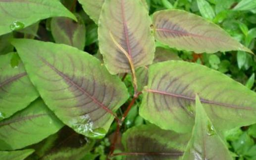 中藥赤脛散功能主治！