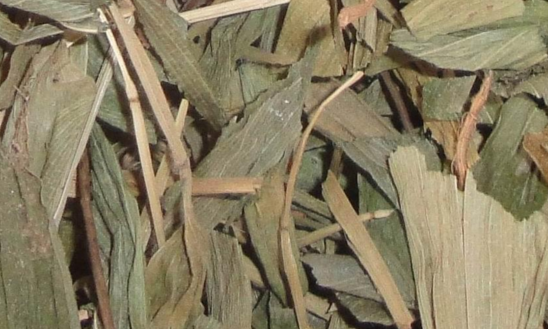 中藥碎骨子墮胎真的靠譜嗎?碎骨子的形態(tài)辨別 碎骨子