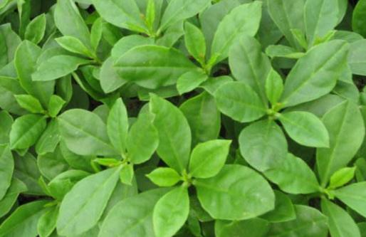 假人參圖片及其假人參的三大價值! 假人參圖片!