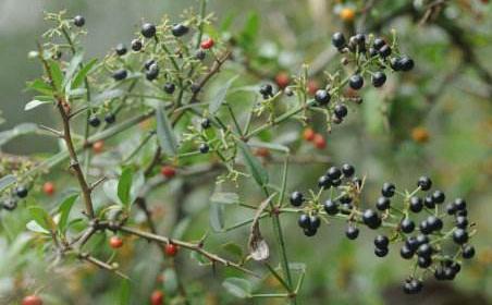 假人參圖片及其假人參的三大價值! 假人參圖片!