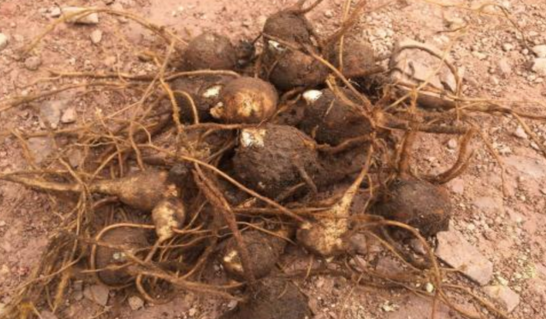 中藥方劑救陽湯的配方組成及其注意事項(xiàng)介紹! 川烏頭