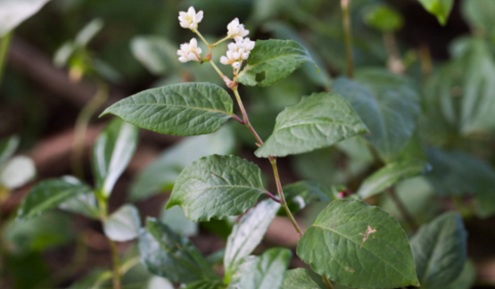 赤脛散的圖片 赤脛散的圖片