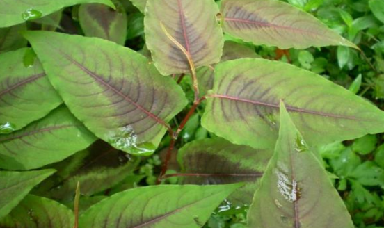 什么是赤脛散?中藥赤脛散功能主治介紹 赤脛散