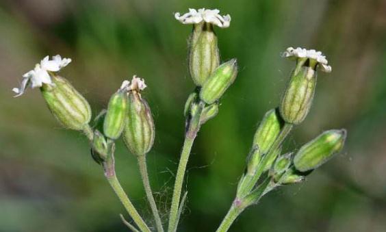 女婁菜配伍應用！