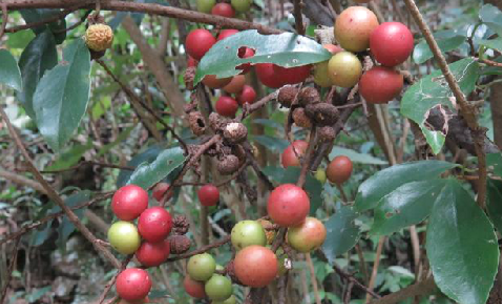 酸藤果的價(jià)值應(yīng)用及其食用方法有哪些? 酸藤果的應(yīng)用