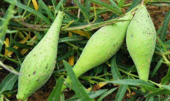 中藥地梢瓜的營養(yǎng)價(jià)值及其功效有哪些? 地梢瓜