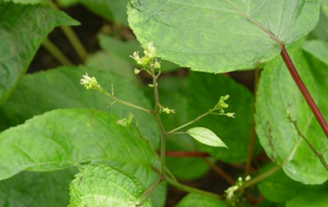 大九股牛的功效與作用