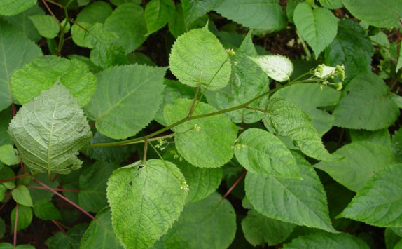 大九股牛的圖片