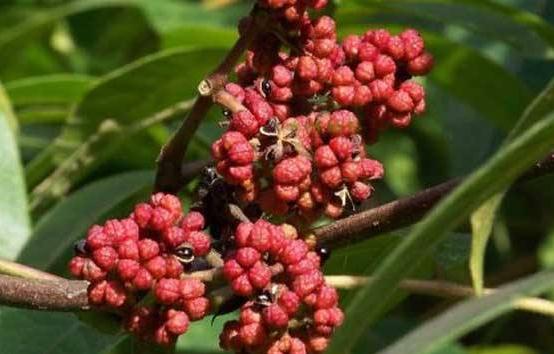 落霜紅生境分布！