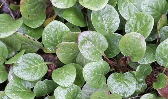 中藥肺心草長(zhǎng)什么樣子 ?中醫(yī)用肺心草治療便血的方法 肺心草