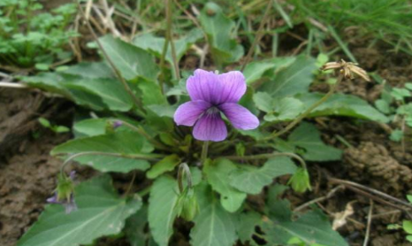 地丁草的應(yīng)用