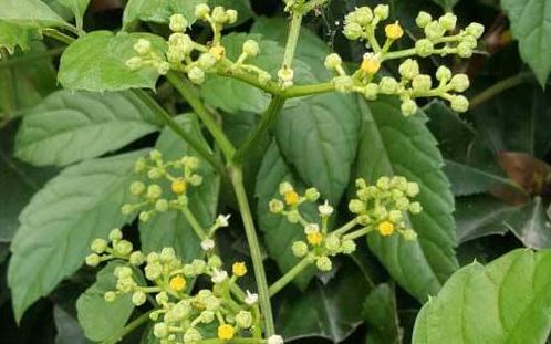 中醫(yī)偏方治療破傷風(fēng)及其偏方藥材五爪風(fēng)圖片! 五爪風(fēng)圖片!