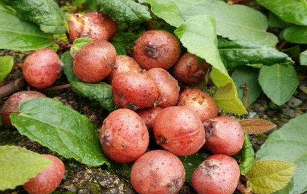 野地瓜作為一種藥用野果其經(jīng)濟價值與種植方法有哪些? 野地瓜的圖片