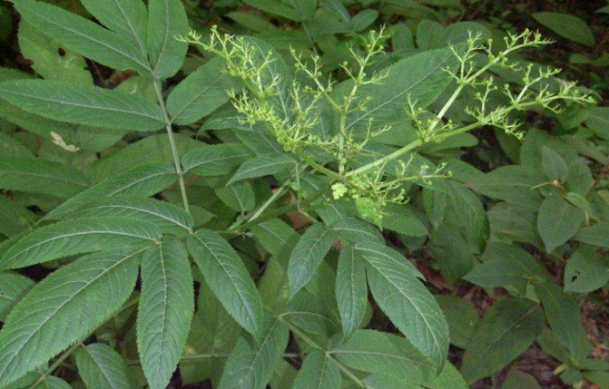 蒴藋的功效與作用