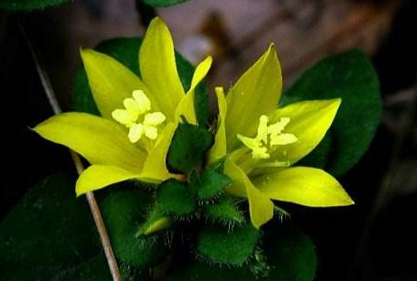 中藥大過(guò)路黃的生長(zhǎng)環(huán)境及其大過(guò)路黃的圖片!