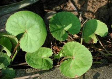 中藥大過(guò)路黃的生長(zhǎng)環(huán)境及其大過(guò)路黃的圖片! 大過(guò)路黃