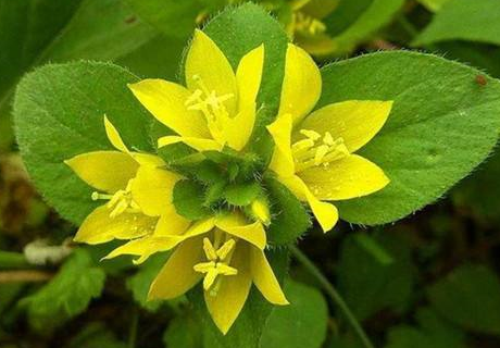 中藥大過(guò)路黃的生長(zhǎng)環(huán)境及其大過(guò)路黃的圖片! 大過(guò)路黃