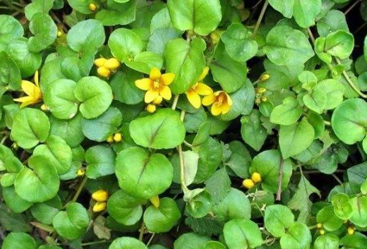 中藥大過(guò)路黃的生長(zhǎng)環(huán)境及其大過(guò)路黃的圖片! 大過(guò)路黃