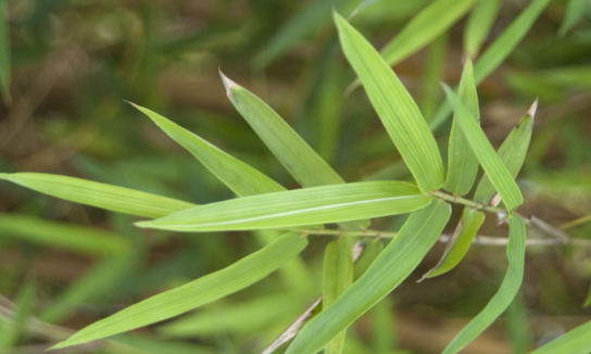 中藥碎骨子泡茶飲美味又解暑,快來(lái)試一試! 碎骨子