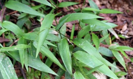 中藥碎骨子泡茶飲美味又解暑,快來(lái)試一試! 碎骨子