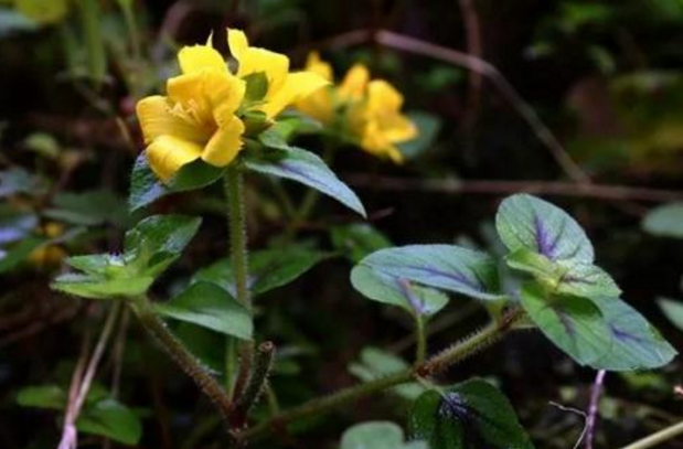 大過(guò)路黃的形態(tài)特征