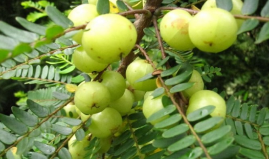 中藥野地瓜的辨別方法有哪些?野地瓜的應(yīng)用及其圖片 野地瓜