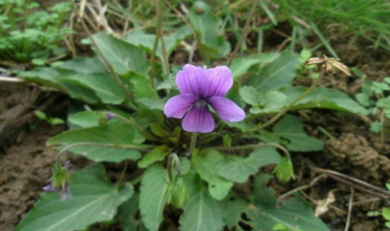 中藥地丁草治療紅腫熱痛的方法及其地丁草的圖片! 地丁草