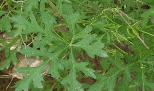 中藥雪山一支蒿常見功效有哪些?中醫(yī)教你正確認(rèn)識雪山一支蒿 雪山一支蒿