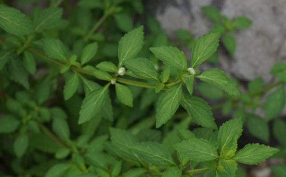 女萎的功效與作用