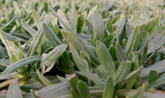 女婁菜的功效與作用